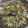Sarika rai का कुकस्नैप जब उन्होंने स्प्राउट चाट(SPROUTS CHAAT RECIPE IN HINDI) बनाया था।