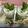 Kumkum Chatterjee's cooksnap of when they made Cucumber and Mint Cooler.