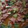Cooksnap dari aminipriyono@gmail.com untuk resep Beef Pokcoy