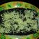 Cooksnap dari fitri_cutez untuk resep Brownies Kukus Ala-ala Neha