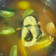 Cooksnap dari GHOSWATUN NISA untuk resep Pindang serani ikan bandeng