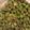 Stacy's cooksnap of when they made Crispy Roasted Edamame.
