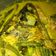 Cooksnap dari Imelda untuk resep Ikan Emas Bumbu Kuning Ala² Restauran Padang