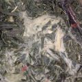Cooksnap dari Fitry Fee untuk resep Sayur Daun ubi santan