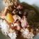 Cooksnap dari Yuni Kutus Kutus untuk resep Opor ayam putih lebaran