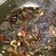 Cooksnap dari astri untuk resep Tumis Jamur Kuping