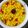 Sanchita Das(Titu)'s cooksnap of when they made বাসন্তী পোলাও ও মটন কষা(Basanti pulao o kosha mangsho recipe in).