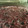 El cooksnap de Dalila Volpe cuando hizo Churrasco al chutney de frutos rojos.