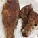 Cooksnap dari Dini Harsely untuk resep Bawal laut bakar #pr_adakecapmanisnya
