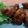 Cooksnap dari Evipunyamama.Kitchen untuk resep Korean Style Spicy Chicken Wing (Baked version)