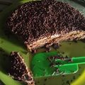 Cooksnap dari Harina Watty Tampubolon untuk resep Bolu Mocca Meses Jadul