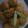 Cooksnap dari Diyana Suparwoko untuk resep Takoyaki