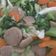 Cooksnap dari Rina Juwita untuk resep Capcay enak