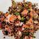 Cooksnap de Lo Reine sur la recette Salade de lentilles et betteraves au chèvre frais persillé