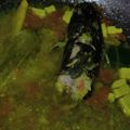 Cooksnap dari Hana Septiani untuk resep MPASI Mangut Lele Tanpa Santan