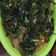 Cooksnap dari frisca untuk resep Tumis Kangkung Terasi