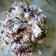 Cooksnap dari Masnun Mutho Khoiriah untuk resep Ongol-Ongol gula merah