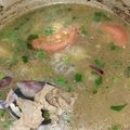 Cooksnap Erin Naomei semasa beliau membuat Sup Daging Simple.