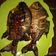 Cooksnap dari Kumala Khair untuk resep Ikan bakar madu