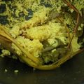 Cooksnap dari Arwa Al Farisy untuk resep Nasi kuning magicom