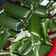 Cooksnap dari Agustina Trisnawati untuk resep Lemper Abon