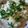 Shelby's cooksnap of when they made White Chicken Enchiladas with Green Chile Sour Cream Sauce.