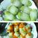 Cooksnap dari Dede Cris untuk resep Sawi putih gulung isi ayam tahu