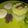 El cooksnap de lperezarriaza cuando hizo Causa limeña de camarón.