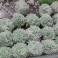 Cooksnap dari aphafsari untuk resep Klepon praktis
