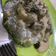 Cooksnap dari Nadira Iswari Narulita untuk resep Saikoro Beef with Mushroom Sauce