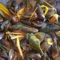Cooksnap dari Rhnyamaunyap untuk resep Kerang Ijo Bumbu Kuning