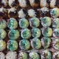 Cooksnap dari Afrina Purwanida ( Dapur TahuSA) untuk resep Donat telo menul