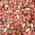 mimi療癒廚房 的 鹽炒花生 cooksnap