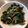 Cooksnap dari Ayu Caesaria untuk resep Tumis daun pepaya (simple dan tidak pahit)