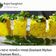 Rajni Sanghavi's cooksnap of when they made (ખમણ)(khaman recipe in Gujarati).