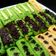Cooksnap dari Icha_Felice untuk resep Kue pukis pandan