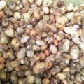 Cooksnap dari Nur Mindarwati untuk resep Kacang Ijo / Hijau Crispy
