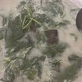 Cooksnap dari Maryam Shalihatunnisa untuk resep Bobor Bayam Segar mudah cepat
