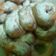 Cooksnap dari Calista Dewi untuk resep Donat simple