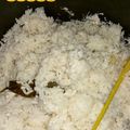 Cooksnap dari Ade Yunita untuk resep 176.Nasi Uduk Ricecooker