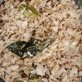 Cooksnap dari Suryaningsih untuk resep Megono Khas Pekalongan