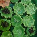 Cooksnap dari Mahendradini Rakaisari untuk resep Kue Cubit Pandan