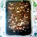 El cooksnap de Canelita La bonita cuando hizo Brownie cacao en polvo (emergencias de cuarentena)!.