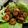 Tanmana Dasgupta Deb's cooksnap of when they made মাখন রসুন চিংড়ি ভাজি (Makhon rosun chingri bhaji recipe in Bengali).