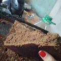 El cooksnap de Gabriela Garcia cuando hizo Torta de chocolate económica.