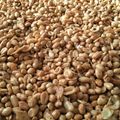 Cooksnap dari Dessy Rahmi Putri untuk resep Resep Kacang Tojin / Kacang Bawang Khas Minang Tanpa Santan