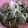 章魚 的 端午節來吃南部水煮粽吧! cooksnap