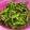Cooksnap dari Misco Homemade untuk resep Edamame