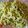 El cooksnap de Ευφροσύνη cuando hizo Pasta en salsa verde.
