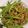 Cooksnap dari Su Phing untuk resep Tumis Buncis Daging Cincang